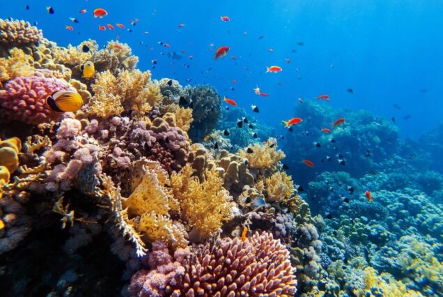 Delfinschwimmen El Gouna Delfin Tour Schwimmen mit den Delfinen