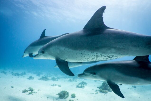 Delfinschwimmen El Gouna Delfin Tour Schwimmen mit den Delfinen