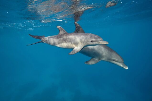 Delfinschwimmen El Gouna Delfin Tour Schwimmen mit den Delfinen