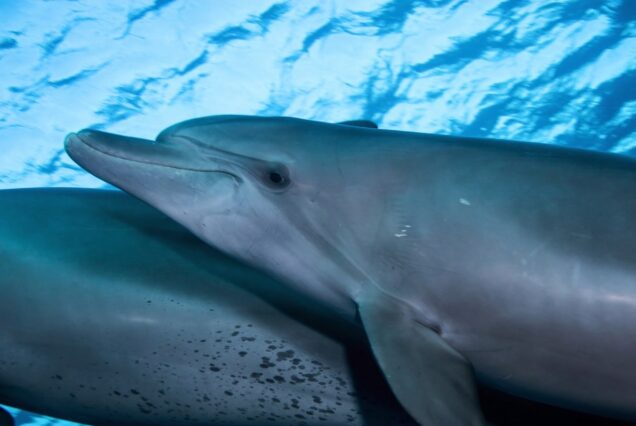 Delfinschwimmen ab Safaga Hafen Delfin Tour Schnorcheln Ausflug