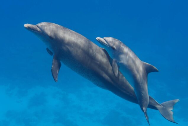 Delfinschwimmen ab Safaga Hafen Delfin Tour Schnorcheln Ausflug