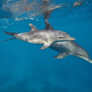 Delfinschwimmen Safaga Delfin Tour Schnorcheln Ausflug