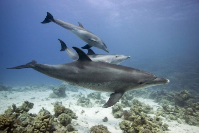 Delfinschwimmen Safaga Delfin Tour Schnorcheln Ausflug