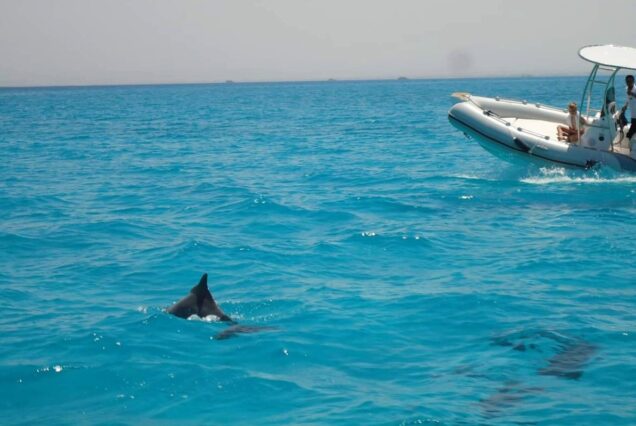 Delfin Tour Sahl Hasheesh mit Speedboot Privat