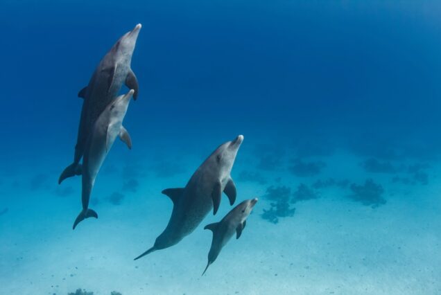 private Delfin-Tour mit Speedboot und Schnorcheln ab Safaga