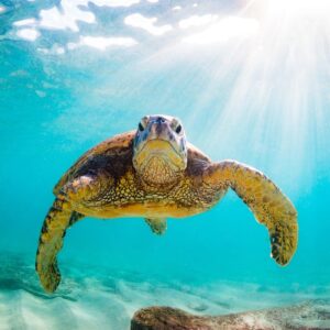 Abu Dabbab Schnorcheln-Schildkröten Ausflug ab Safaga Hafen