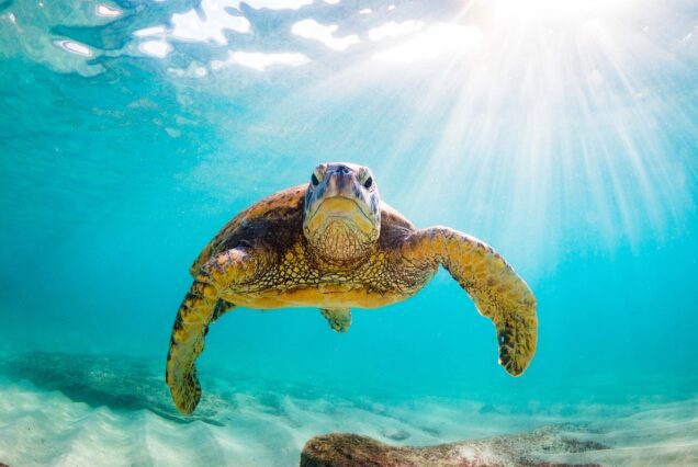 Abu Dabbab Schnorcheln-Schildkröten Ausflug ab Safaga Hafen