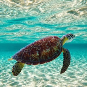 Abu Dabbab Schnorcheln & Schildkröten Ausflug ab El Gouna privat