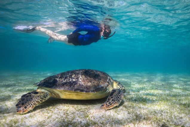 Abu Dabbab Schnorcheln & Schildkröten Ausflug ab El Gouna privat