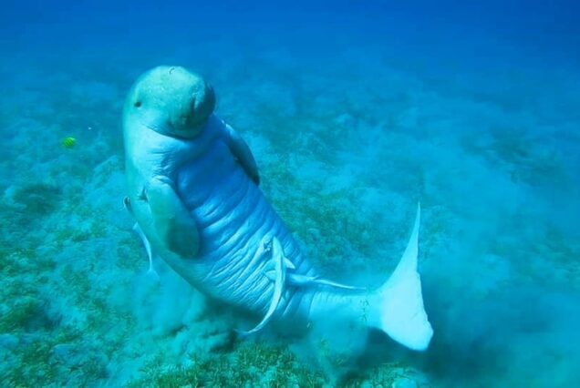 Abu Dabbab Schnorcheln & Schildkröten Ausflug ab Makadi Bay