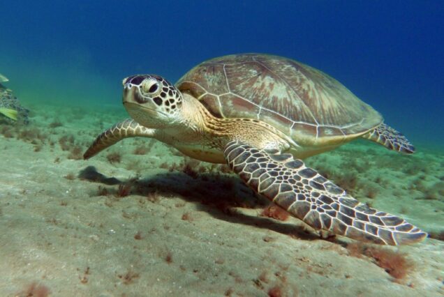 Abu Dabbab Schnorcheln & Schildkröten Ausflug ab Makadi Bay