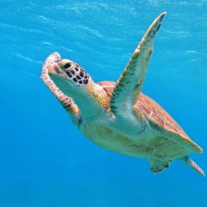 Abu Dabbab Schnorcheln & Schildkröten Ausflug ab Safaga privat