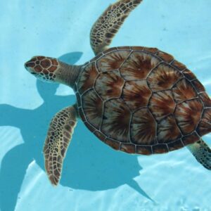 Abu Dabbab Schnorcheln & Schildkröten Ausflug ab Soma Bay privat