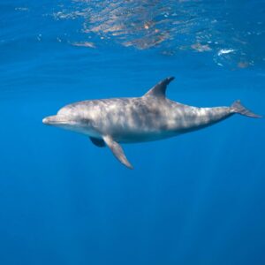 Delfin Ausflug Hurghada