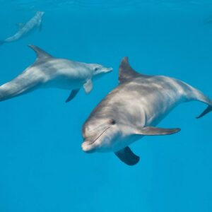 Delfin Tour Makadi Bay Delfinschwimmen Makadi Bay Schnorcheln Ausflug