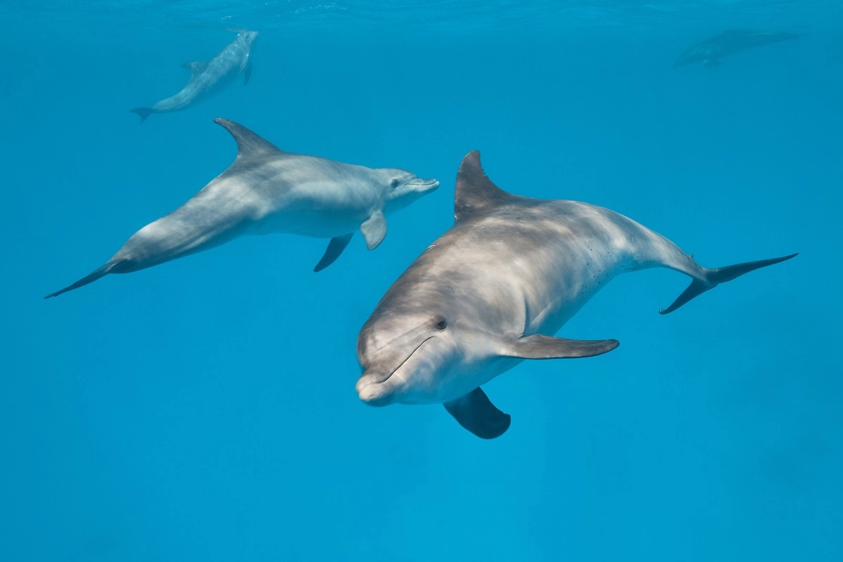 Exklusive Delfin Tour Makadi Bay | Delfinschwimmen & Schnorcheln Ausflug in kleiner Gruppe