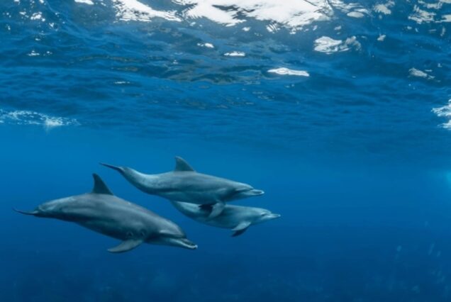 Delfinschwimmen Hurghada Delfin Tour Schwimmen mit den Delfinen