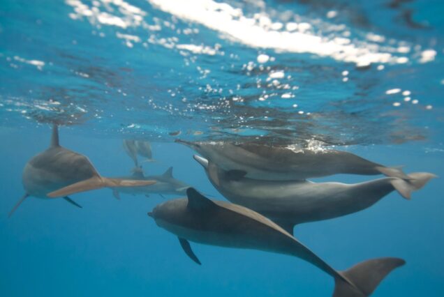 Delfinschwimmen Sahl Hasheesh Delfin Tour Schnorcheln Ausflug