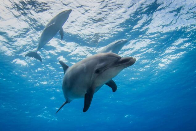 Private Delfin Tour Hurghada