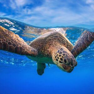 Hurghada Schildkröten Ausflug: Abu Dabbab Schnorcheln & Schildkröten Ausflug ab Hurghada Privat