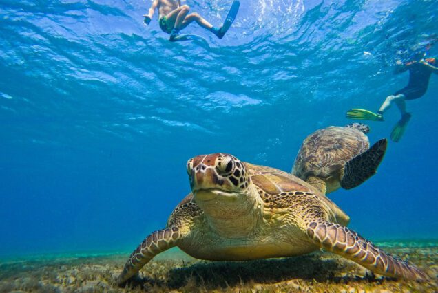 Abu Dabbab Schnorcheln-Schildkröten Ausflug ab Sahl Hasheesh