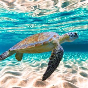 Abu Dabbab Schnorcheln-Schildkröten Ausflug ab Sahl Hasheesh