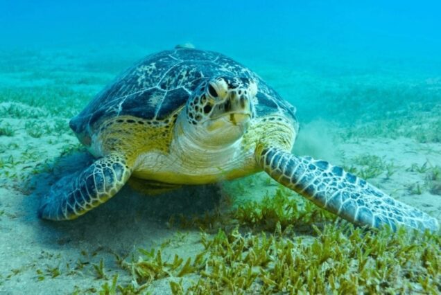 Abu Dabbab Schnorcheln-Schildkröten Ausflug ab Sahl Hasheesh