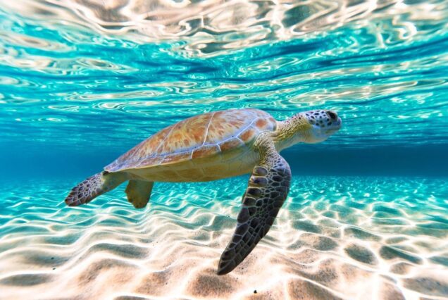 Abu Dabbab Schnorcheln-Schildkröten Ausflug ab Sahl Hasheesh