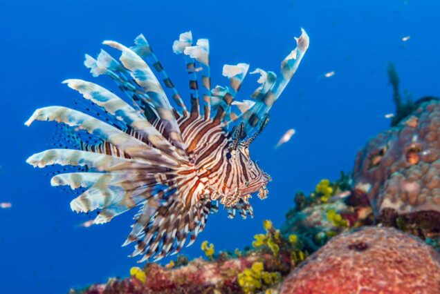 Sharm El Naga schnorcheln-Ausflug ab Makadi Bay