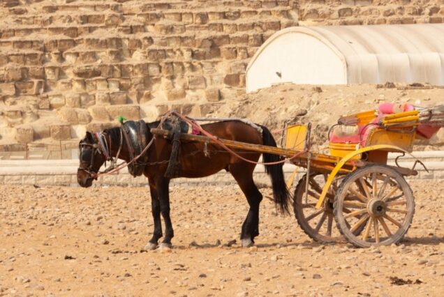 Ausflug El Gouna-Kairo zu den Pyramiden per Flug | Tagesausflug von El Gouna nach Kairo mit dem Flugzeug