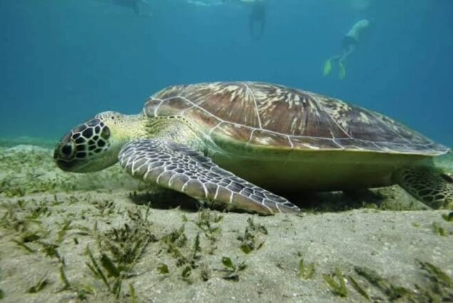 Abu Dabbab Schnorcheln & Schwimmen mit Schildkröten Ausflug ab Hurghada Privat