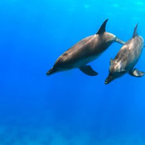 Delfinschwimmen Hurghada - VIP Delfin Tour Schwimmen mit den Delfinen - Deutsch