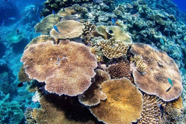 Glasbodenboot El Gouna - Royal Seascope Halb-U-Boot