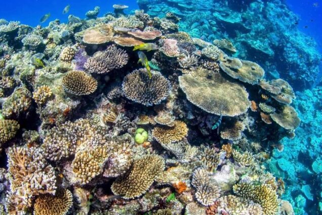 Glasbodenboot El Gouna - Royal Seascope Halb-U-Boot