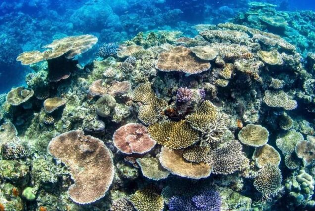 Glasbodenboot Makadi Bay Royal Seascope Halb-U-Boot Ausflug