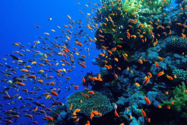 Glasbodenboot Makadi Bay Royal Seascope Halb-U-Boot Ausflug