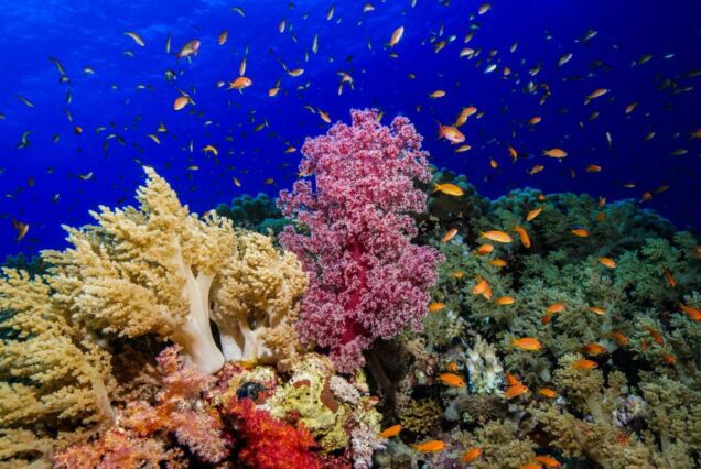 Glasbodenboot Soma Bay Royal Seascope Halb-U-Boot