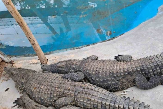 Hurghada Mini-Zoo und Grand Aquarium Tour