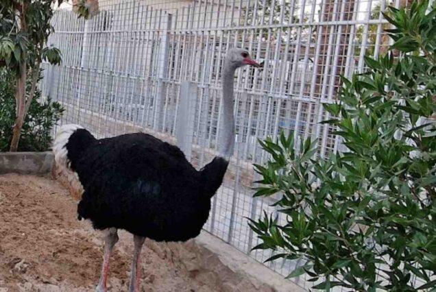 Hurghada Mini-Zoo und Grand Aquarium Tour