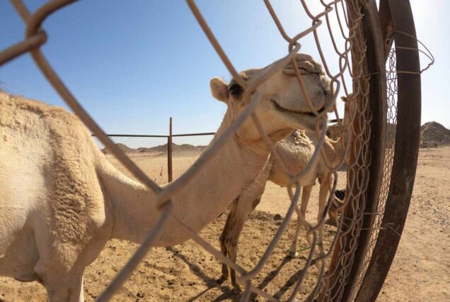 Hurghada Super Jeep Safari-Ausflug mit Quad & Buggy