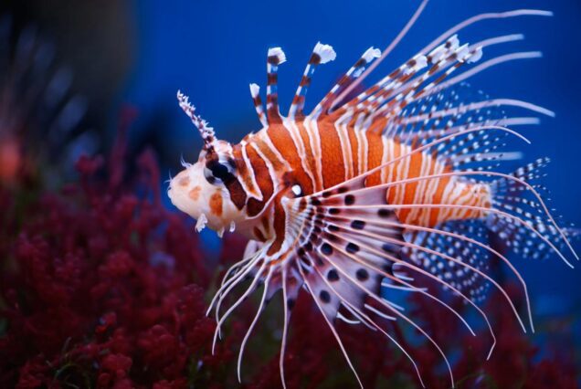 Paradise Insel Ausflug ab El Gouna & Schnorchel Tour