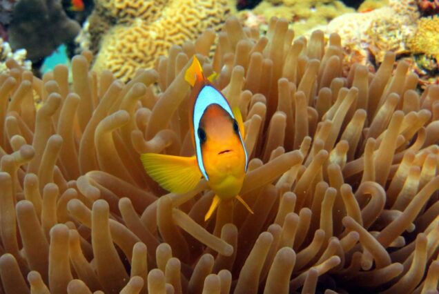 Paradise Insel Ausflug ab Soma Bay & Schnorcheltour