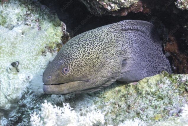 Private Bootstour ab Soma Bay (Delfin Tour – Inselausflug – Schnorcheln)