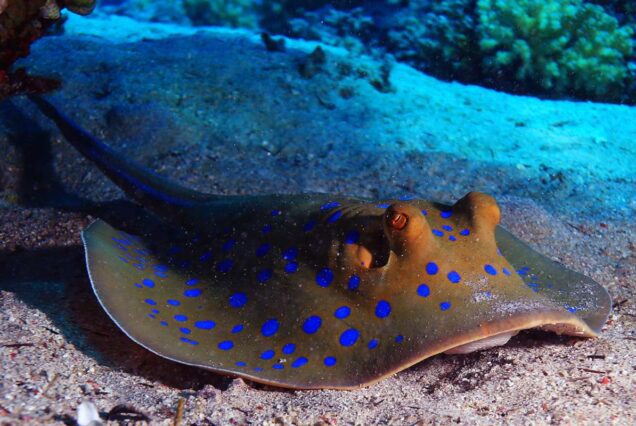 Private Bootstour ab Soma Bay (Delfin Tour – Inselausflug – Schnorcheln)