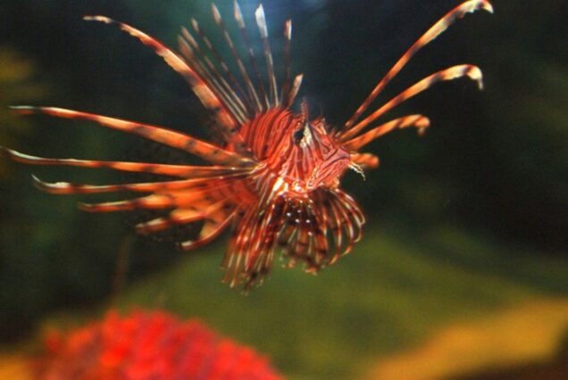 Private Bootstour ab Soma Bay (Delfin Tour – Inselausflug – Schnorcheln)