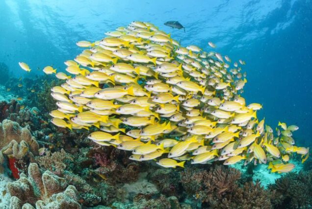 Sharm El Naga schnorcheln-Ausflug ab Makadi Bay