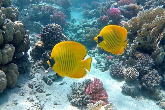 Sharm El Naga schnorcheln-Ausflug ab Sahl Hasheesh