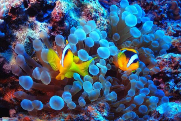 Sharm El Naga schnorcheln-Ausflug ab Soma Bay