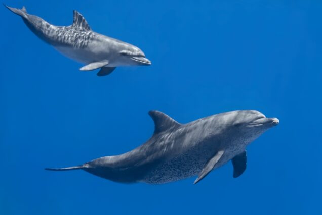 Private Bootstour ab Safaga Delfin Tour Schnorcheln