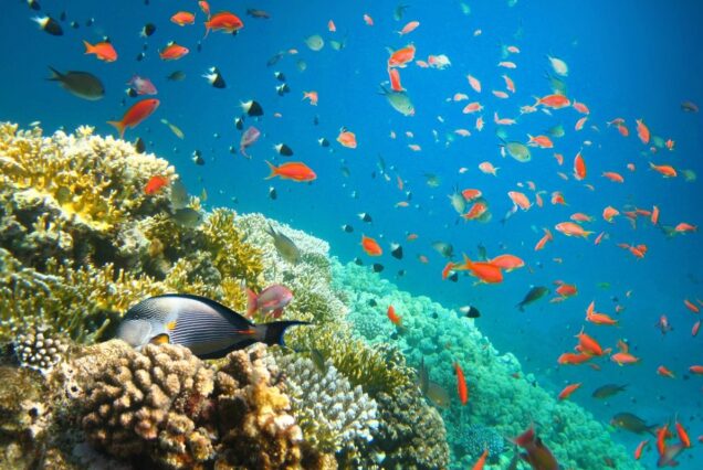 Private Bootstour ab Safaga Delfin Tour Schnorcheln